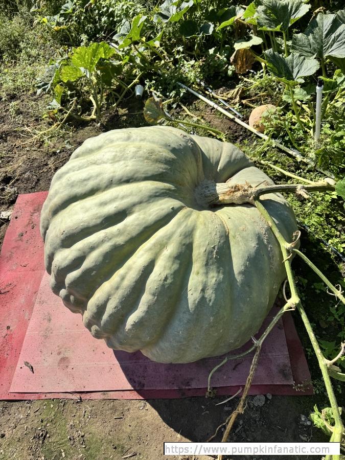 fruitImages/1409.6 Slone 2025C.jpeg